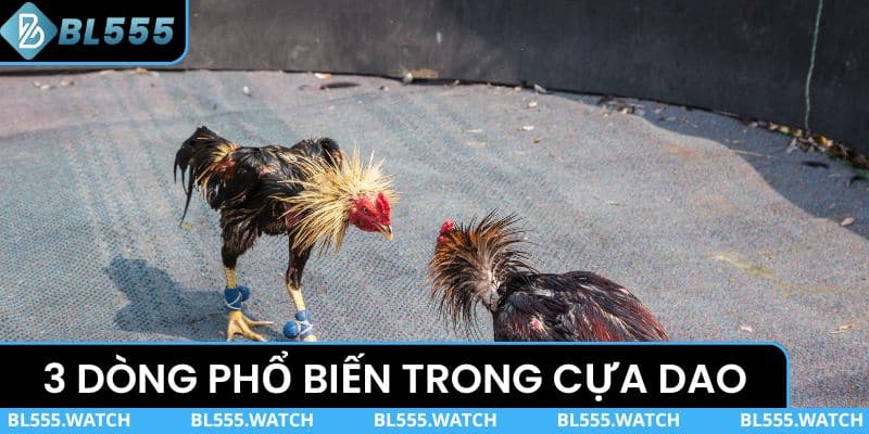 3 dòng phổ biến trong đá gà gắn cựa dao