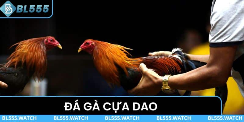 Đá Gà Cựa Dao – Hình Thức Thi Đấu Cực Kỳ Lôi Cuốn Tại BL555