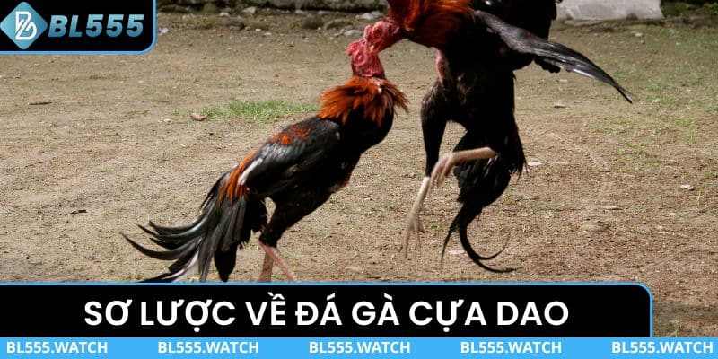 Sơ lược về đá gà cựa dao tại BL555