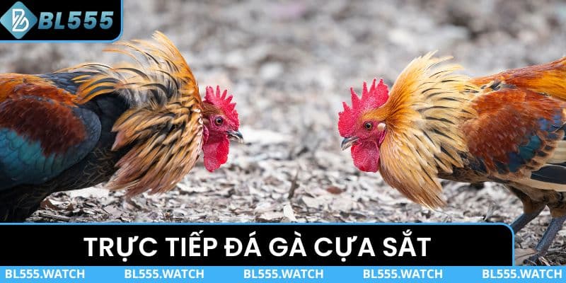 Trực Tiếp Đá Gà Cựa Sắt Cảm Nhận Sự Hấp Dẫn Từng Pha Đối Đầu